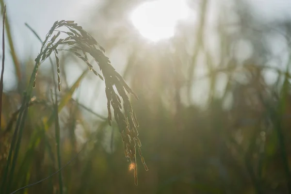 Rýže Poli Rýže Připraven Sklizeň — Stock fotografie