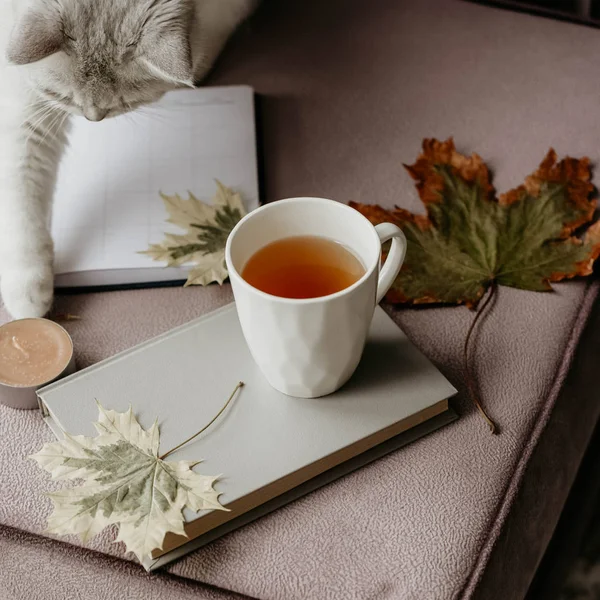 cup of tea with a book in the interior with autumn leaf, notebook and cat, hygge concept