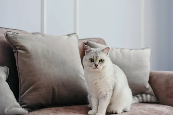 güzel beyaz gri kedi üzerinde cauch klasik Fransız pencerenin yakınındaki ev dekorasyonu. Sonbahar hafta sonu rahat ve hygge kavramı