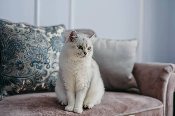 güzel beyaz gri kedi üzerinde cauch klasik Fransız pencerenin yakınındaki ev dekorasyonu. Sonbahar hafta sonu rahat ve hygge kavramı