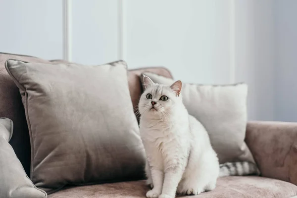 güzel beyaz gri kedi üzerinde cauch klasik Fransız pencerenin yakınındaki ev dekorasyonu. Sonbahar hafta sonu rahat ve hygge kavramı