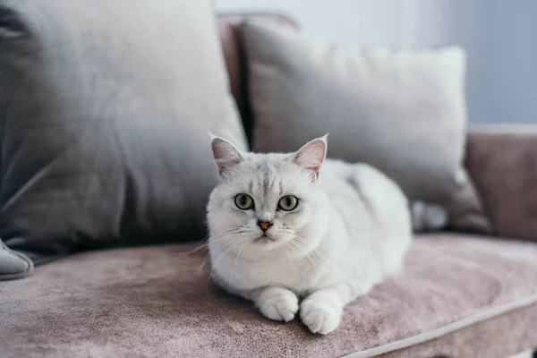 güzel beyaz gri kedi üzerinde cauch klasik Fransız pencerenin yakınındaki ev dekorasyonu. Sonbahar hafta sonu rahat ve hygge kavramı