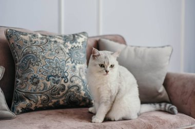 güzel beyaz gri kedi üzerinde cauch klasik Fransız pencerenin yakınındaki ev dekorasyonu. Sonbahar hafta sonu rahat ve hygge kavramı
