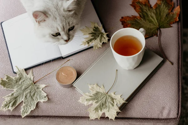 Cup Tea Book Interior Autumn Leaf Notebook Cat Hygge Concept — Stock Photo, Image