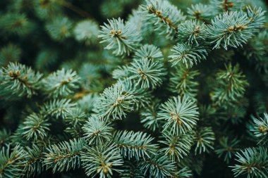 yeşil Noel köknar ağacı dalları arka plan. Noel çam ağacı grafik desen. Kopya veya metin alanı.