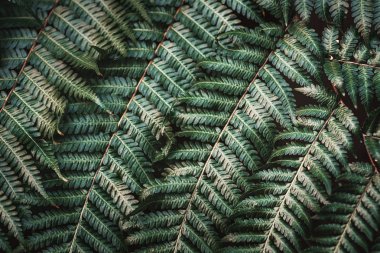 yeşil tropikal kopya alanı ile arka plan veya grafik desen bırakır 