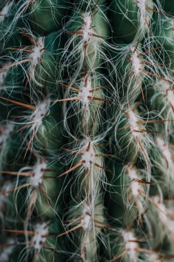 koyu yeşil kaktüs desen veya arka plan kopya alanı ile 
