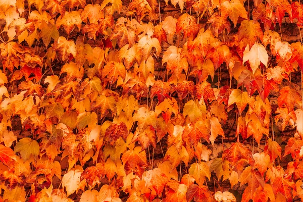 Gelbe Und Rote Blätter Bedecken Die Wand Herbst Hintergrund Oder — Stockfoto