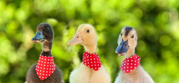 Tři Roztomilé Kachničky Sebou Nosit Šátky Při Pohledu Fotoaparát Detailní — Stock fotografie