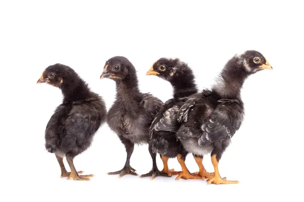 疑惑と不信 白で隔離を探して黒鶏のグループ — ストック写真