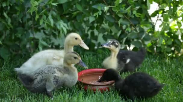 Patos Bonitos Cercam Pote Água Bebendo Degustando Grama Fresca — Vídeo de Stock