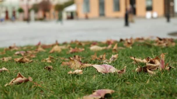 Kamerarutsche Herbstlichen Stadtpark Und Auf Dem Platz Herabgefallenes Laub Fokus — Stockvideo