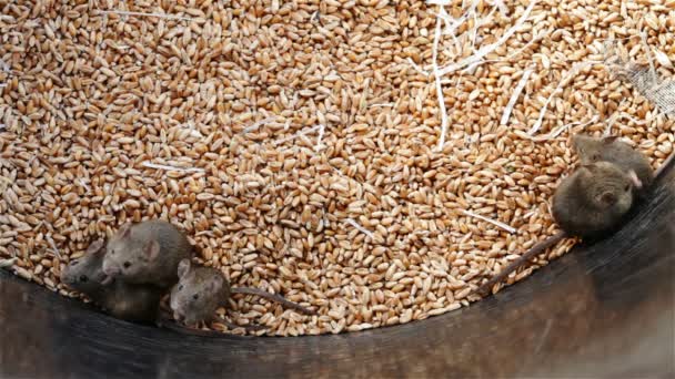 Lots Young Mice Living Wheat Storage Container Rodent Infested Granary — Stock Video