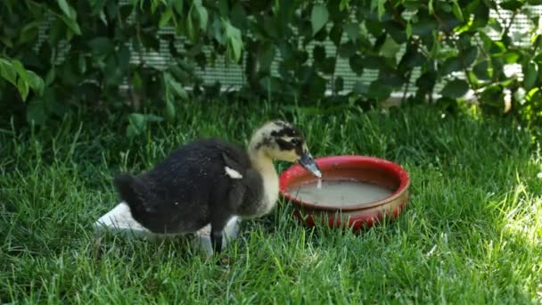 かわいいアヒルの子を回す水を飲むと新鮮な草を食べに戻る — ストック動画