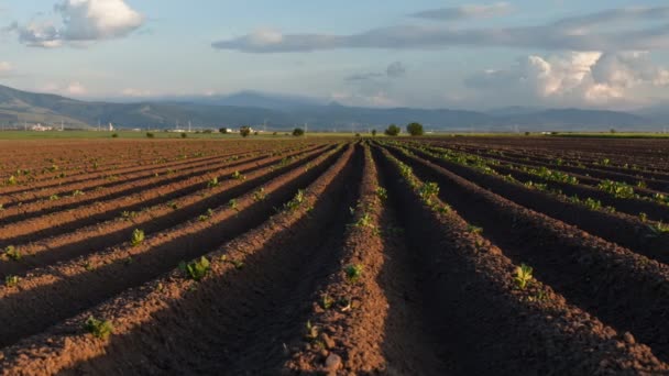 Aardappel Veld Zonsopgang Het Voorjaar Camera Beweegt Buurt Van Zaaien — Stockvideo