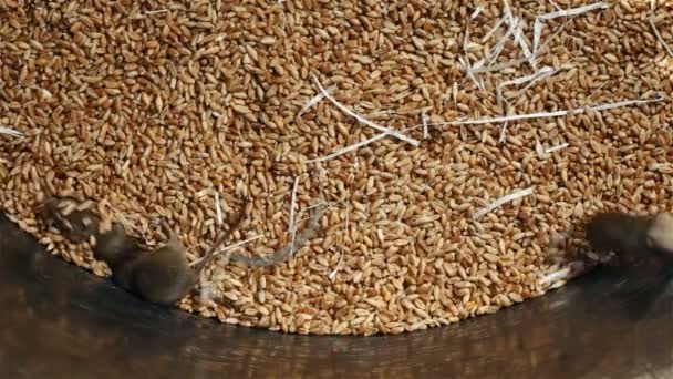 Lots Young Mice Running Wheat Storing Container Rodent Infested Granary — Stock Video