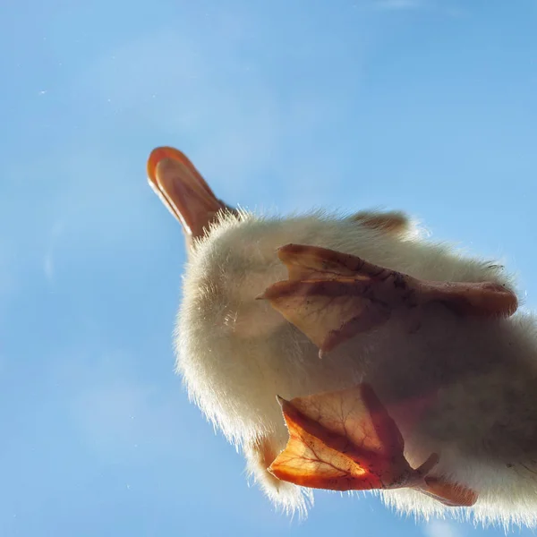 Fluffiga ankungen tittade på underifrån - på ljusa himmel bakgrund — Stockfoto