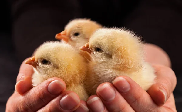 Kleine flauschige Küken in Frauenhand - Nahaufnahme — Stockfoto