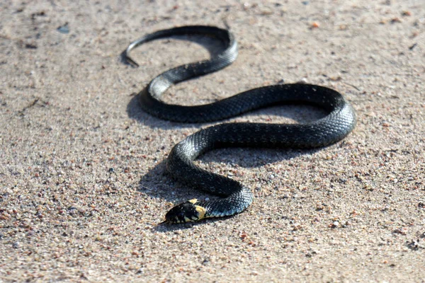 Serpent Herbe Serpent Non Toxique — Photo