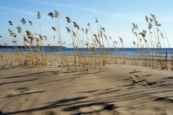 Dune Oro Del Mar Baltico Lettonia — Foto Stock