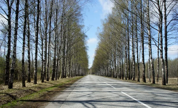 Spring.Road ağaç arasında. Letonya.