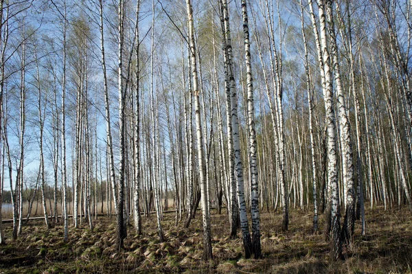 Foresta Betulle Una Giornata Sole Primaverile — Foto Stock