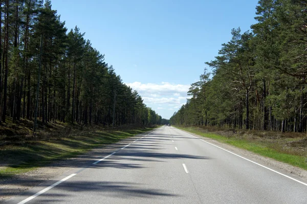 Çam ormanları arasında düz yol.