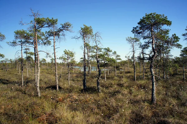 Great Kemeri Bog Kemeri National Park Letonia —  Fotos de Stock