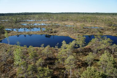 Harika Kemeri Bog.Kemeri Ulusal Park.Latvia.