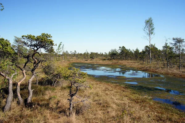 Harika Kemeri Bog.Kemeri Ulusal Park.Latvia.