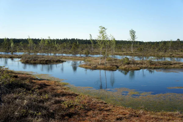 Harika Kemeri Bog.Kemeri Ulusal Park.Latvia.