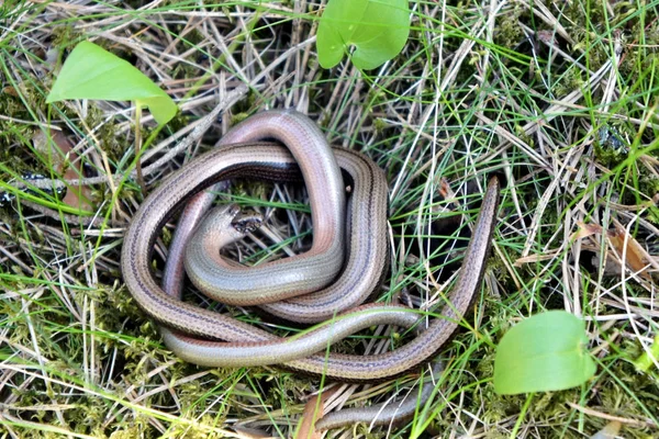Bir çift bacaksız kertenkele. Yavaş Worm. anguis söğüt.