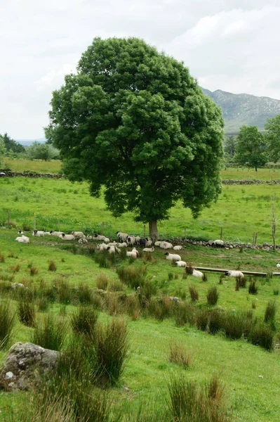Bir ağacın altında istirahat koyun. Connemara.Western İrlanda.