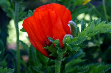 Kırmızı gelincik gölgede büyüyen.