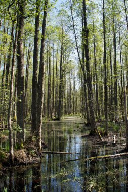 Bahar Letonya. Siyah-kızılağaç longozun.