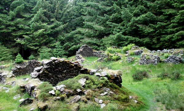 Eski köy kalıntıları orman tarafından emilir.