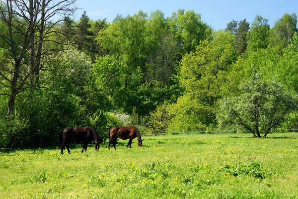 Bahar Letonya. Yeşil çayır üzerinde iki at.