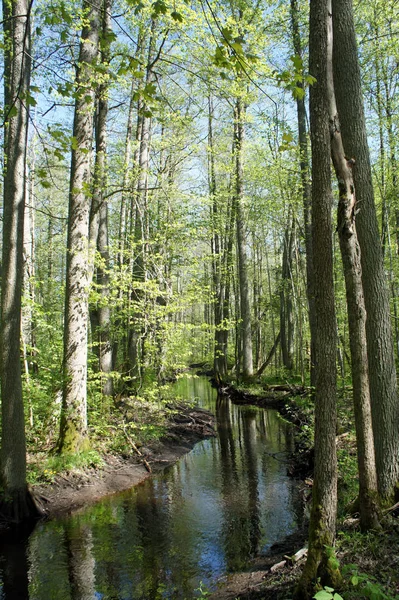 Bir siyah-kızılağaç bahar ormandaki küçük bir nehir.