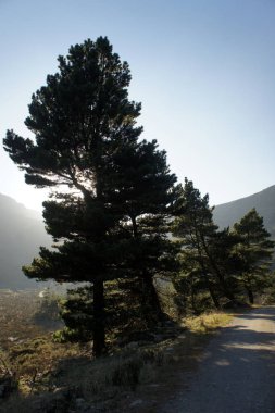 Dağ çamlar arka plan günbatımı üzerinde.