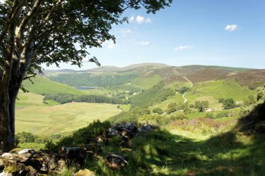 Eski dağ kül gölgesinde. Wicklow Dağları yaz ortasında. İrlanda.