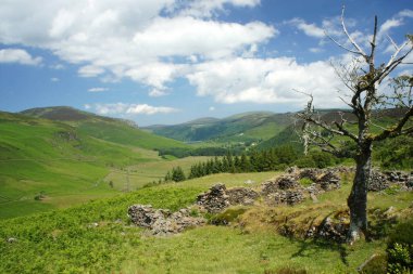 Ölü ağaç eski kalıntılar üzerinde. Ireland.Wicklow Dağları.