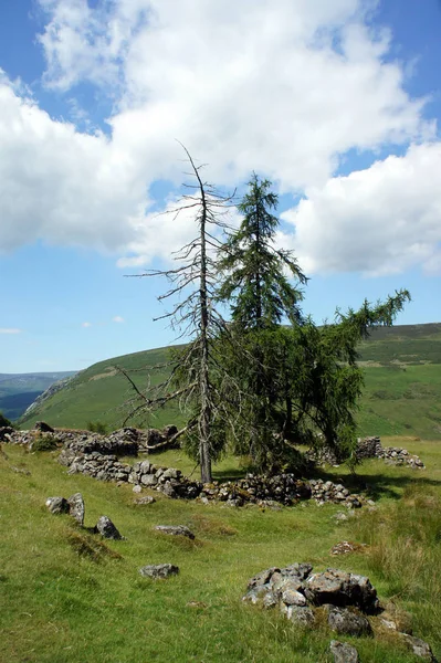 Ireland Trees Ruinas Antiguas —  Fotos de Stock