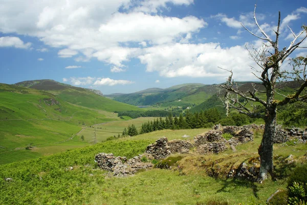 Ölü ağaç eski kalıntılar üzerinde. Ireland.Wicklow Dağları.