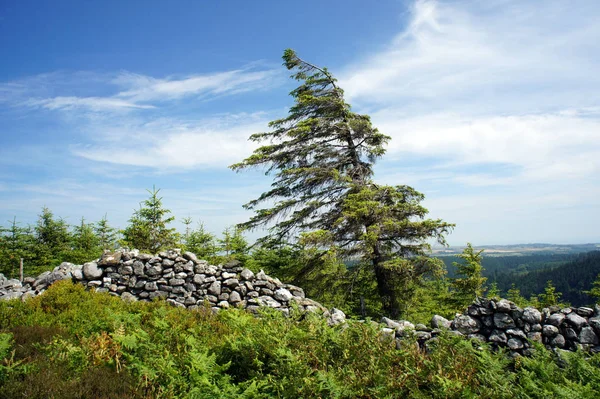 Wicklow rüzgarda büyüyen Mountains.Tree manzara. İrlanda.
