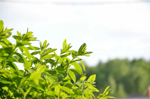 Arbusto Verde Caduco Hojas Verdes Sobre Fondo Del Cielo —  Fotos de Stock