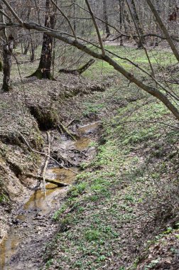 Bahar ormanındaki orman akıntısı. Ormanda bahar dere.