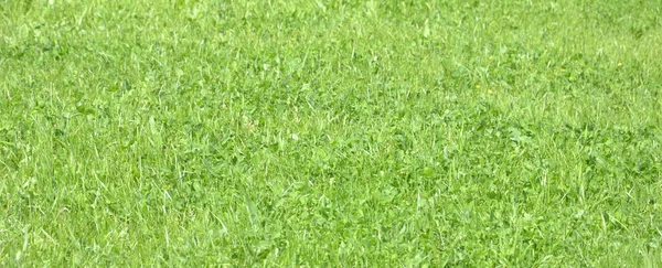 Zielony Trawnik Perspektywa Łąki Leśnej Zielone Tło Trawy — Zdjęcie stockowe