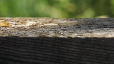 Salyangoz sürüngenler bahçedeki tahta aracılığıyla