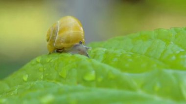 Salyangoz bahçede sürünür.