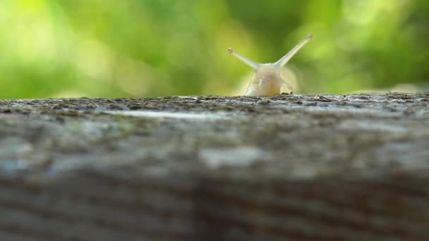 Caracol se arrastra a través del tablero en el jardín — Vídeo de stock